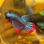 Wild Imbellis Steel Blue - Male Betta 015