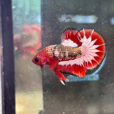 Red Fancy Copper  - Male Betta 003