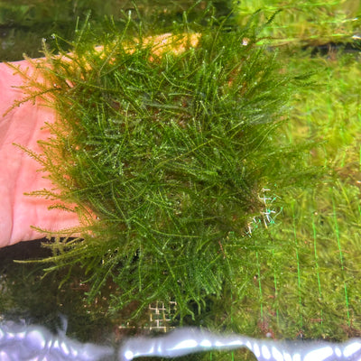 Weeping Moss on Stainless Steel