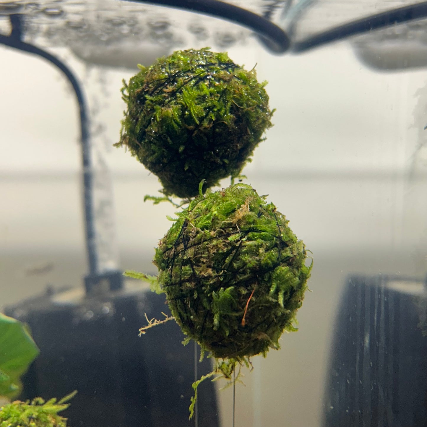 Christmas Moss Floating Ball