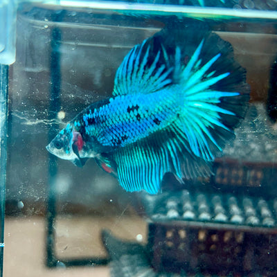 Blue Fancy Halfmoon - Male Betta 040