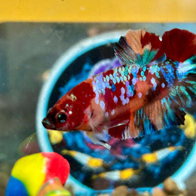 Koi Multicolor Galaxy  Plakat - Male Betta 036