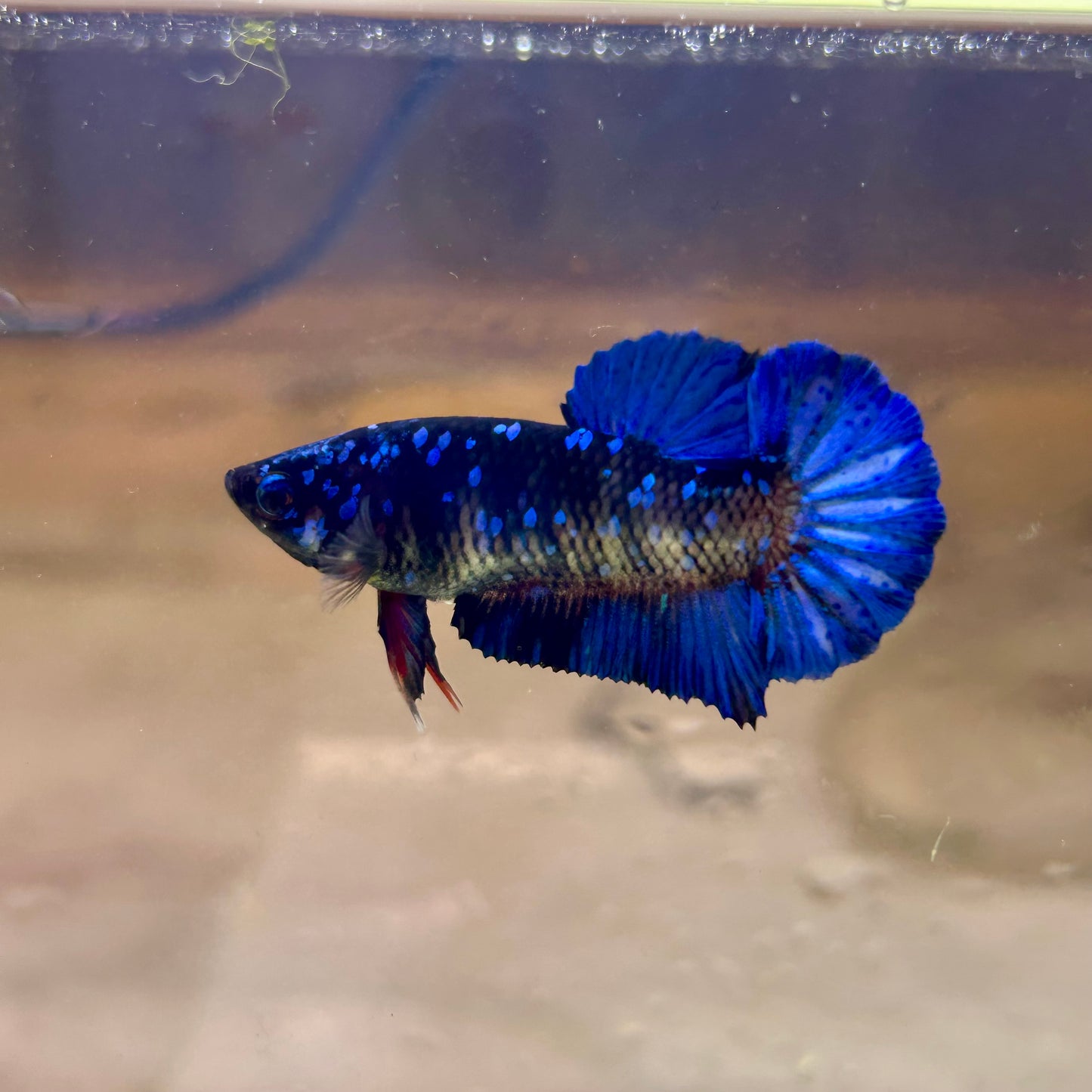 Avarta Nebula Plakat - Female Betta AF01