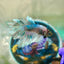 Blue Butterfly Feather Tail- Male Betta 197 (nipped fin)