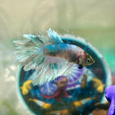 Blue Butterfly Feather Tail- Male Betta 197 (nipped fin)