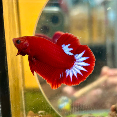 Red Fancy Hellboy Plakat - Male Betta 102