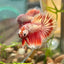 Red Gold Fancy Copper Halfmoon - Male Betta 116