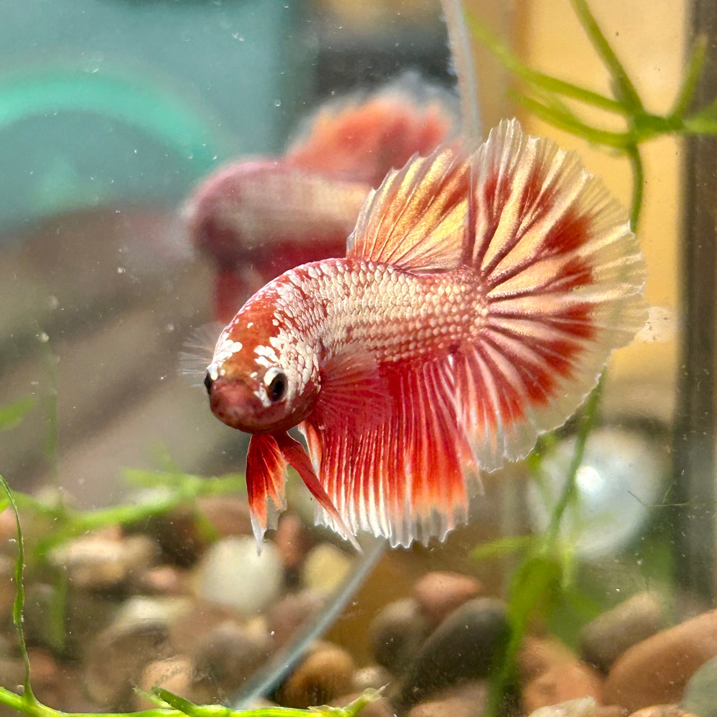 Red Gold Fancy Copper Halfmoon - Male Betta 116