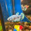 Blue Marble Dot Plakat - Female betta 116