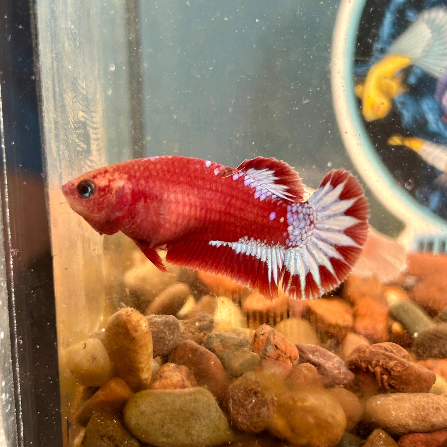 Red Fancy Plakat - Female betta