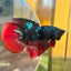 Avarta Vampire Stardust Halfmoon - Male Betta 097