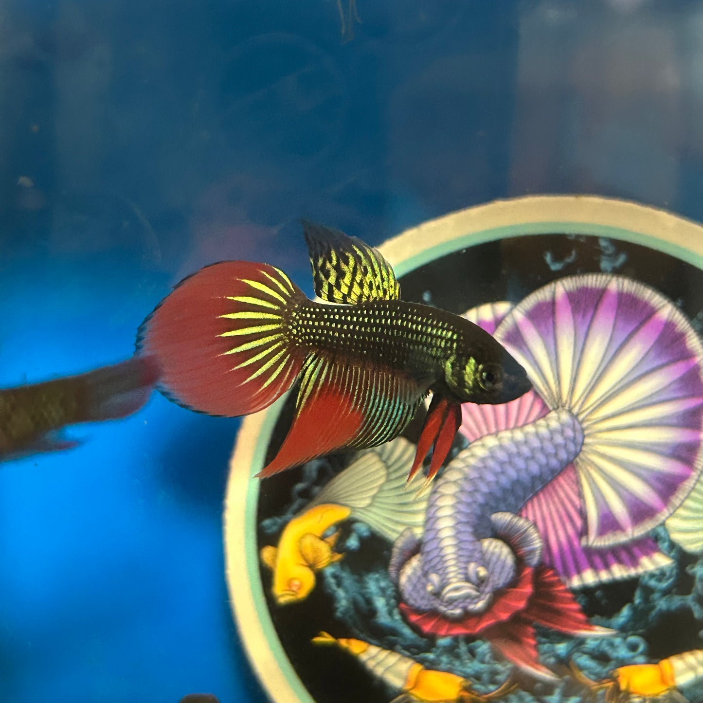 Wild Imbellis Long fins - Male Betta 050