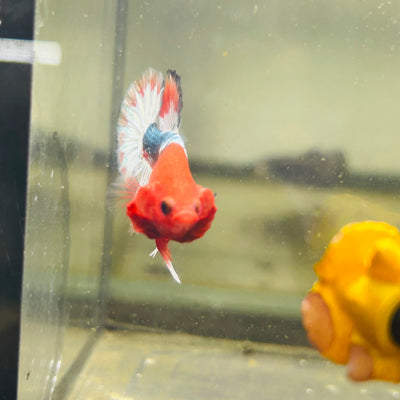 Red Fancy Copper Star tail - Male Betta 051