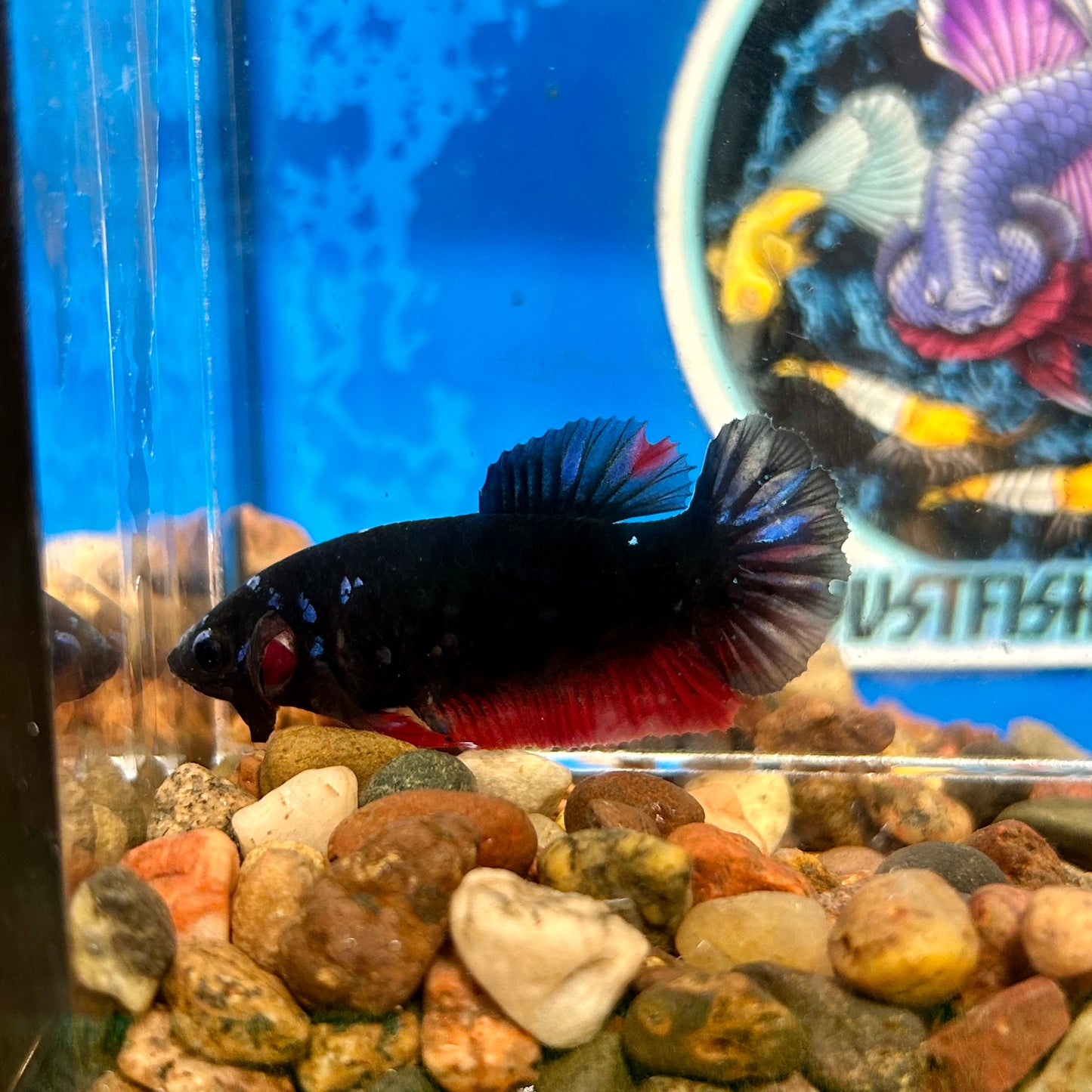 Avarta  Copper Plakat - Female Betta 113