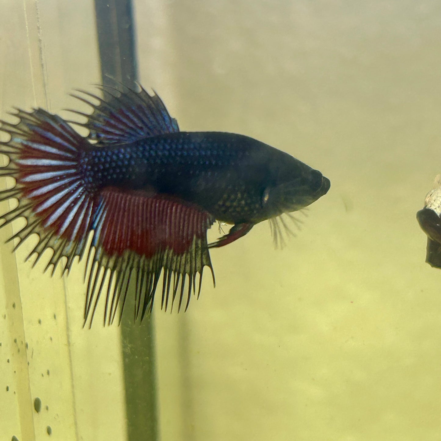 Black Orchid Crowntail - Female Betta CF1