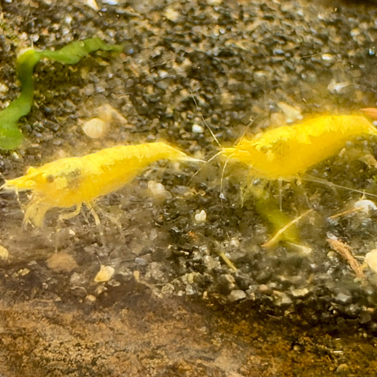 Golden Back Neocaridina Shrimp - Good Grade