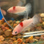 Koi Tancho Plakat - Female Betta 029