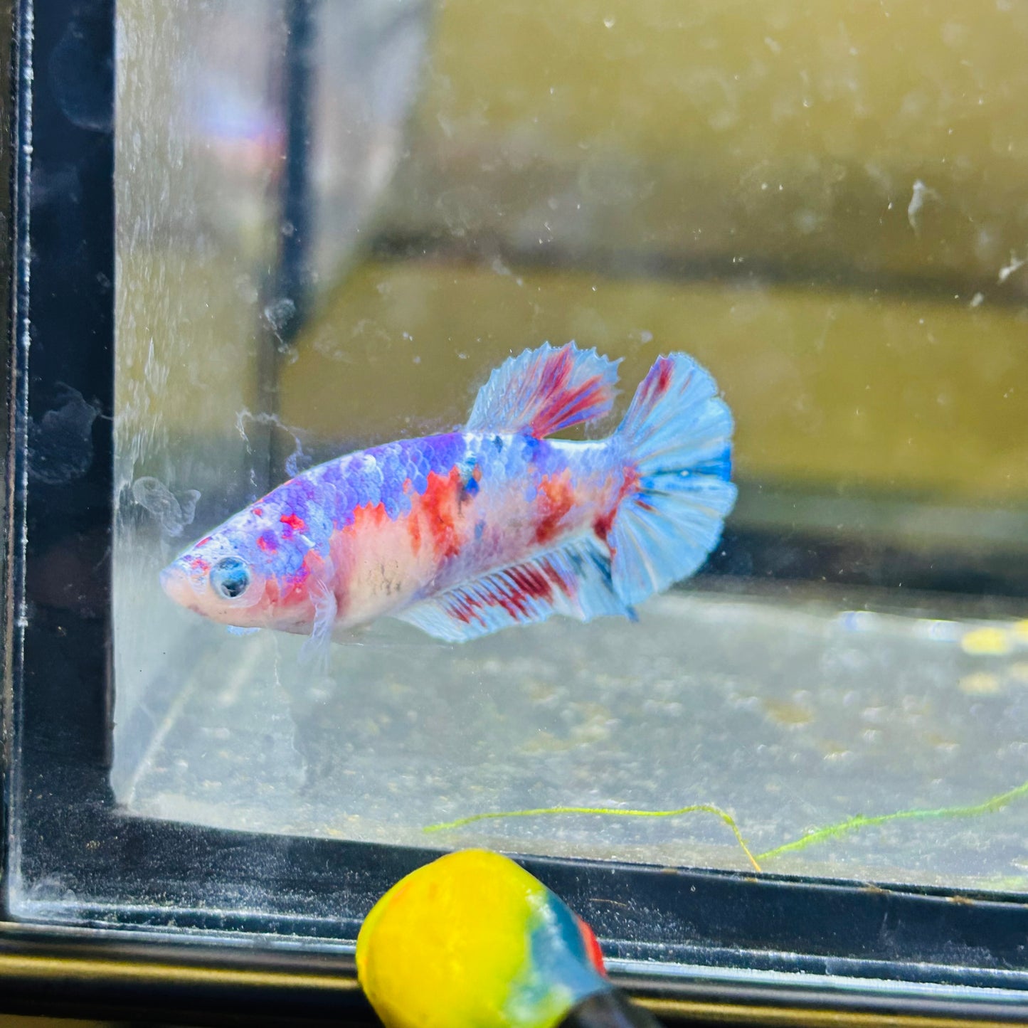 Red Barongsai Plakat - Female betta 066