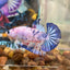 Blue Koi Candy Plakat - Male betta 035