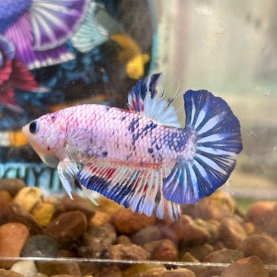 Blue Koi Candy Plakat - Male betta 035