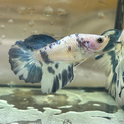 Blue Marble Halfmoon - Female Betta 144