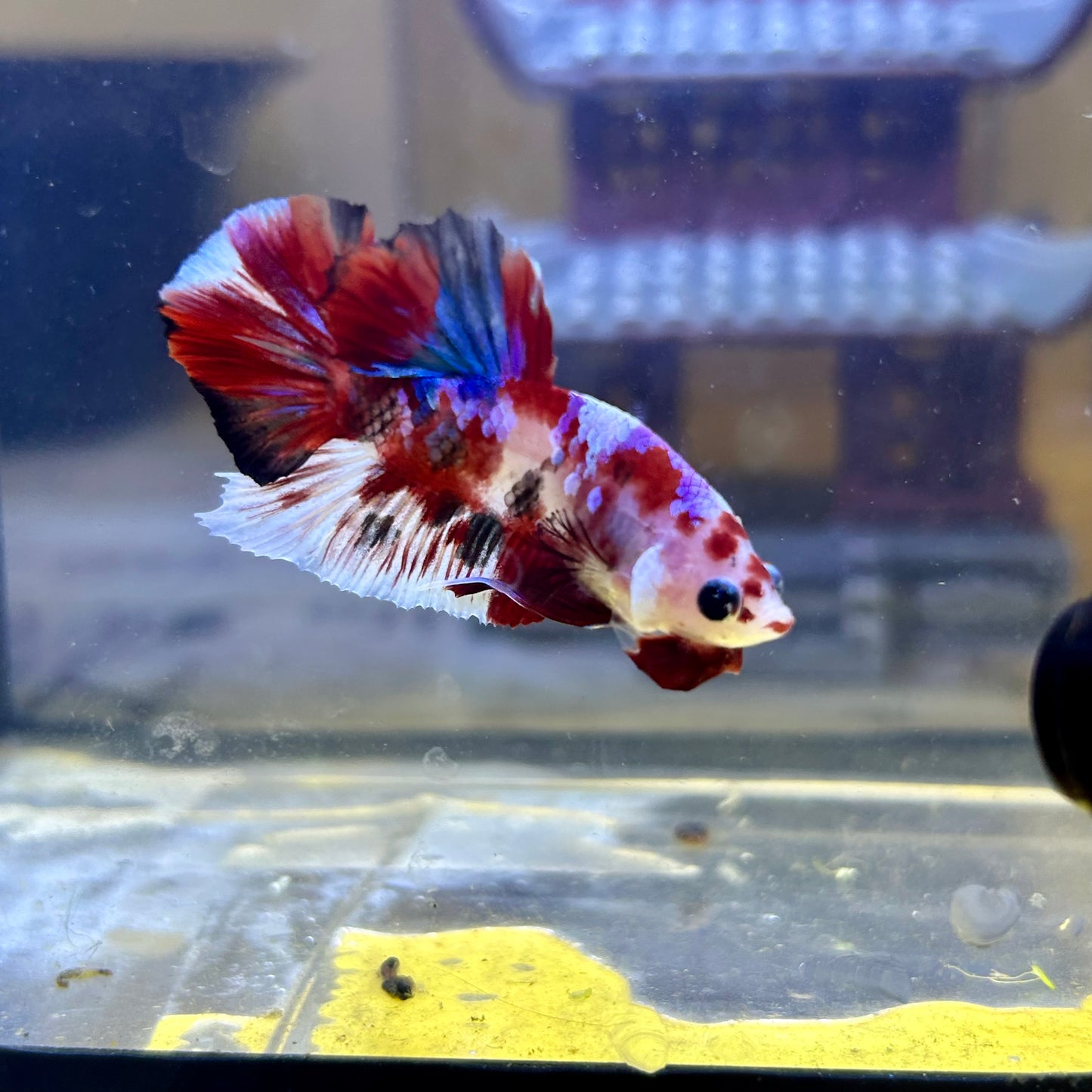 Red Koi Galaxy Plakat - Male Betta 065