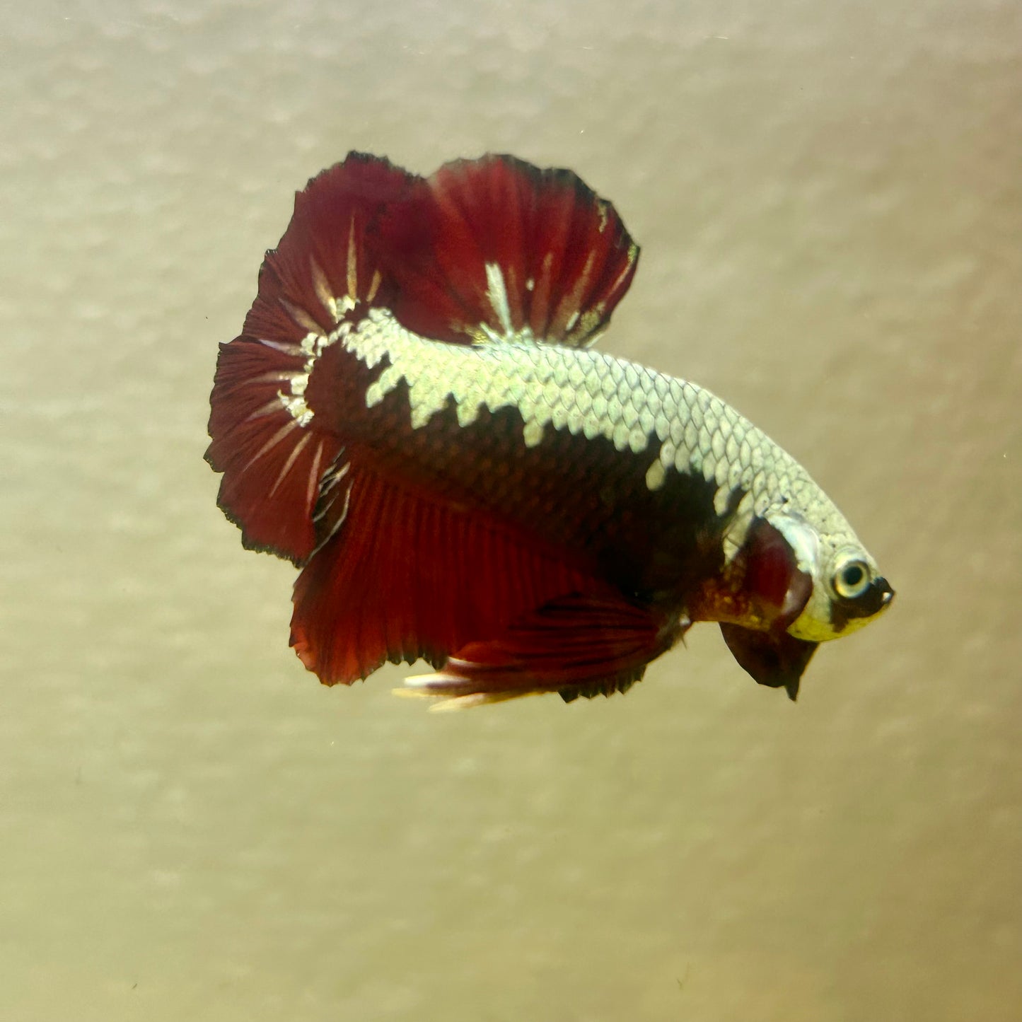 Blood Samurai Plakat - Male betta 009