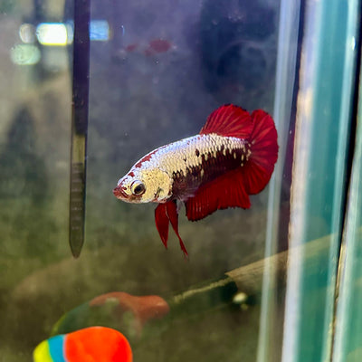 Red Samurai Plakat - Female betta 199