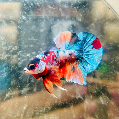 Plakat Multicolor Galaxy Male Betta #092