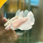 Dumbo White Halfmoon - Female Betta 114