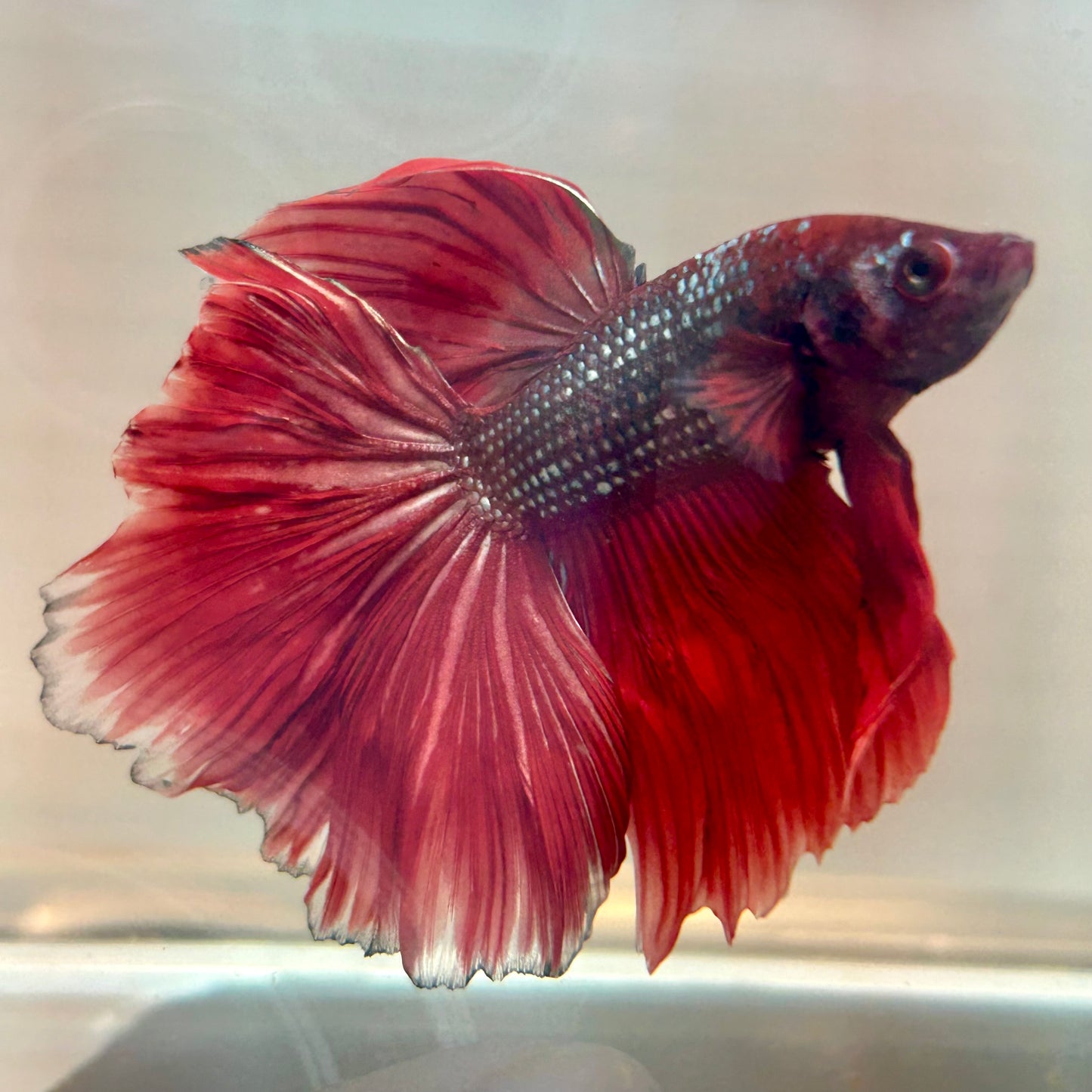 Red Copper Halfmoon - Male Betta 191