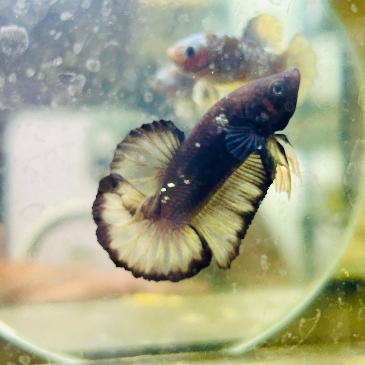 Avarta Yellow Copper Plakat - Male betta 015
