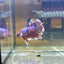 Red Barongsai Plakat - Male Betta 071