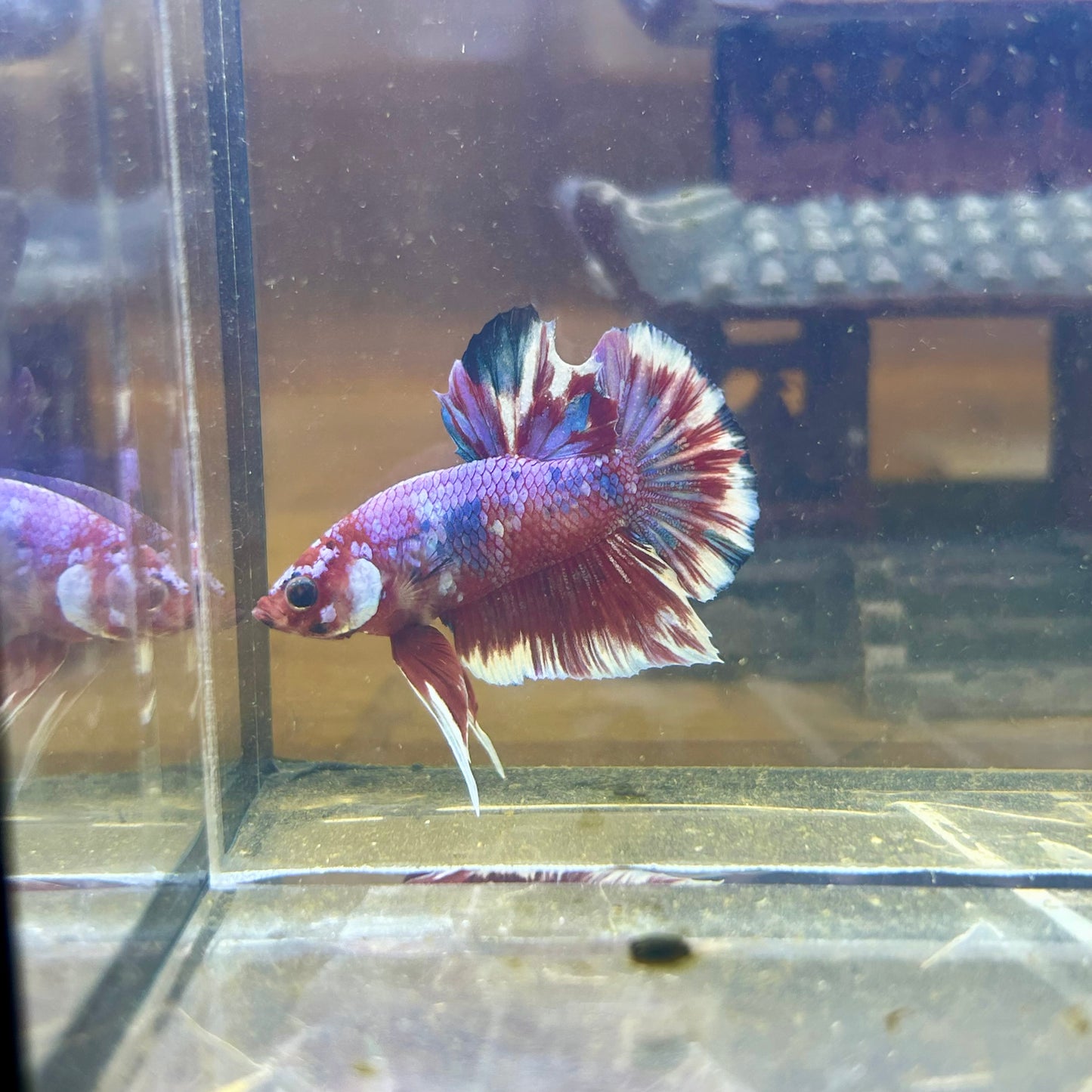 Red Barongsai Plakat - Male Betta 071