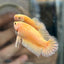 Gold Vanda Plakat - Female Betta 150