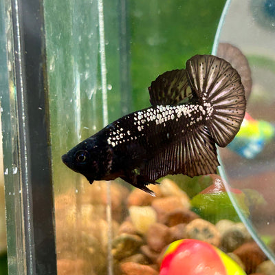 Black Samurai Plakat - Male Betta 017