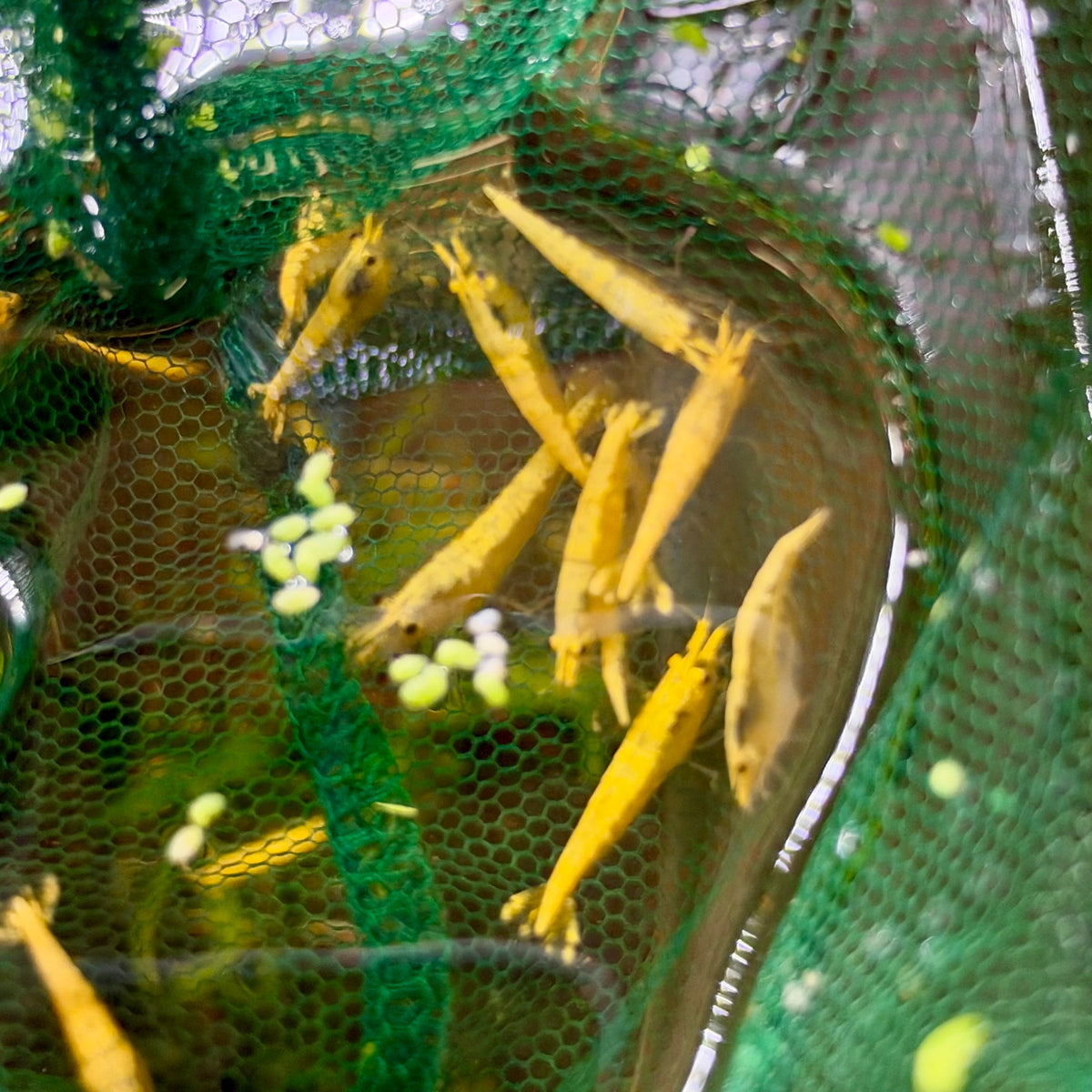 Golden Back Neocaridina Shrimp - Good Grade