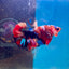 Koi Multicolor Plakat - Male Betta 188