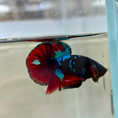 Nebula Blue Avarta Plakat - Male Betta 178