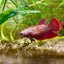 Red Gold Copper Halfmoon - Female betta