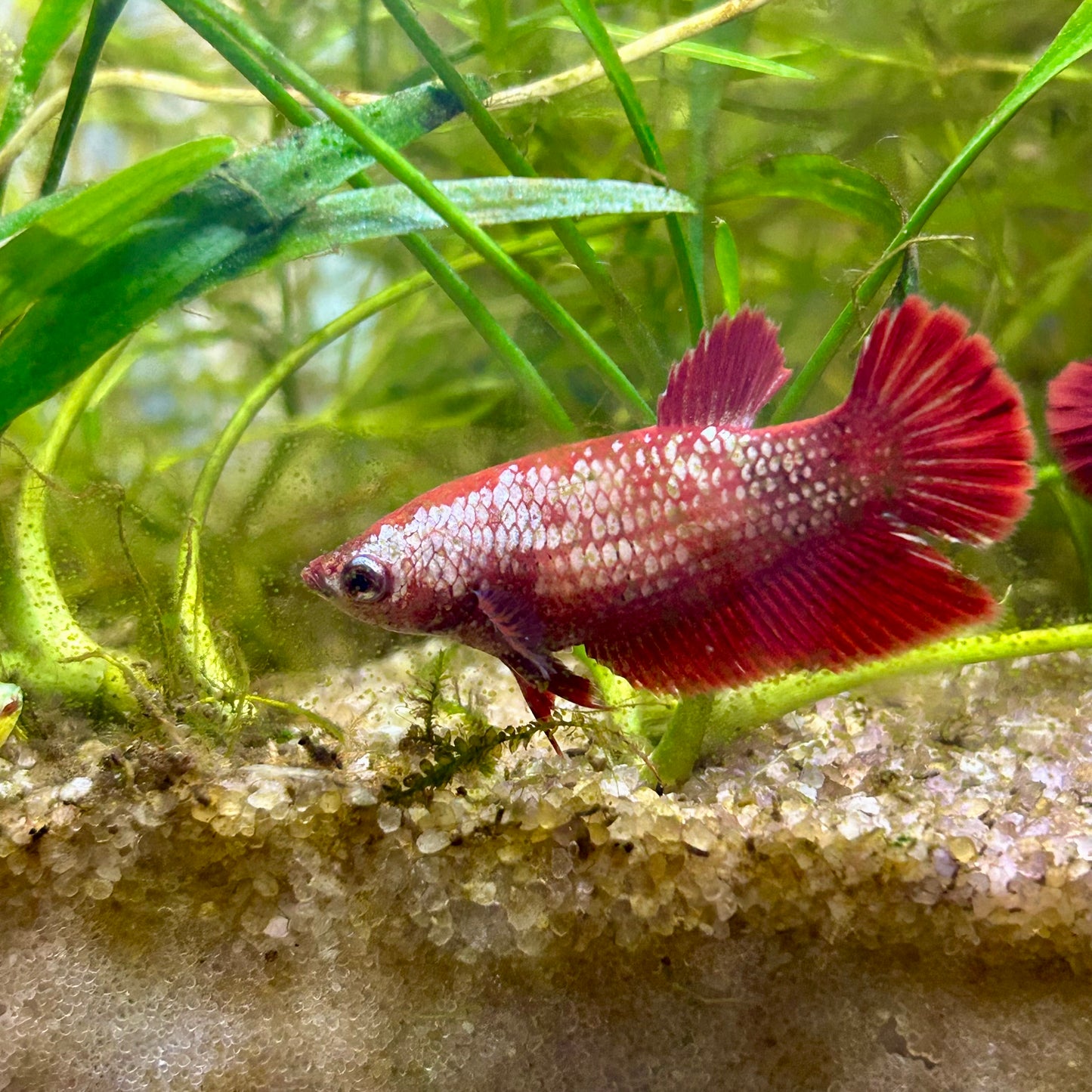 Red Gold Copper Halfmoon - Female betta