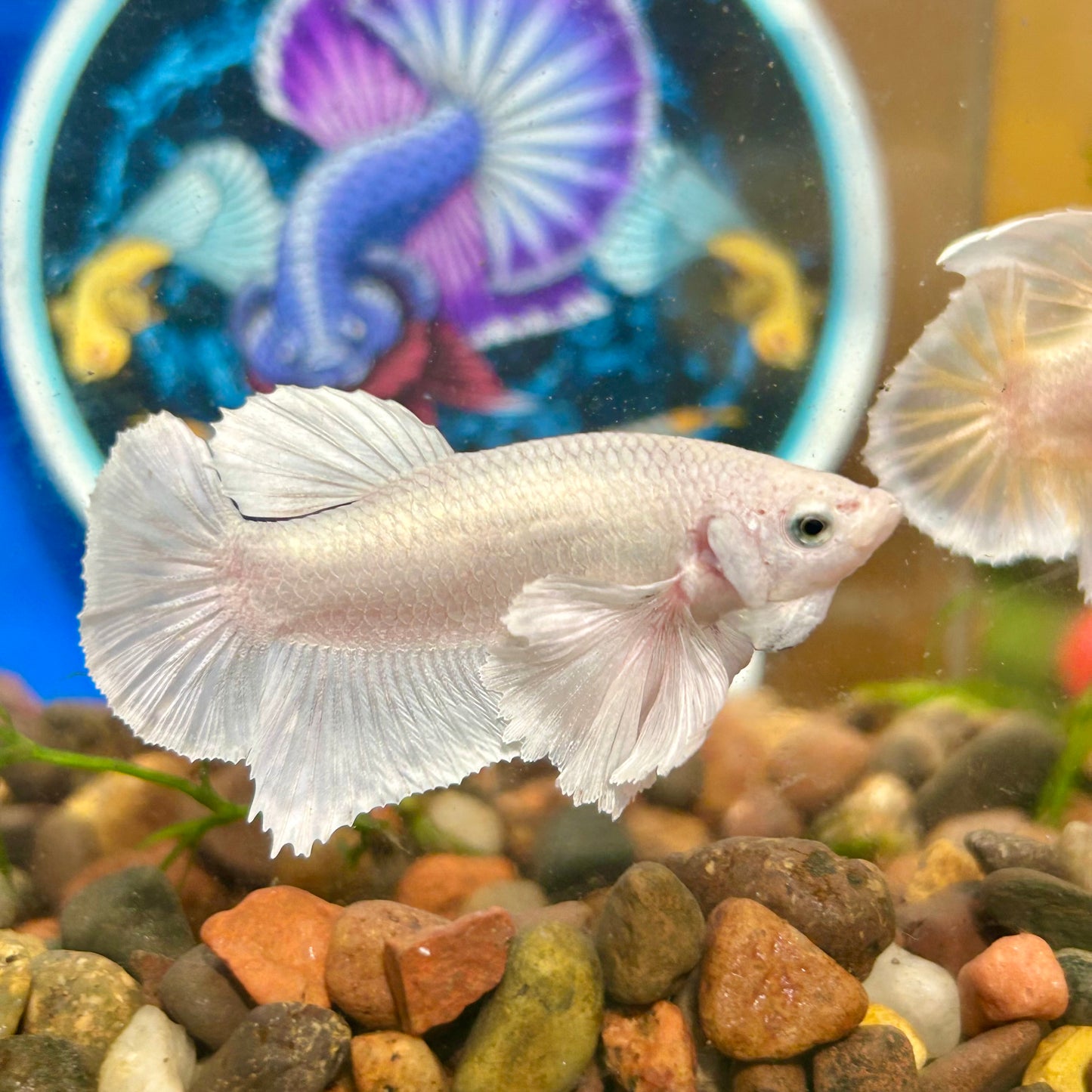 Dumbo White Platinum Plakat - Male Betta 034