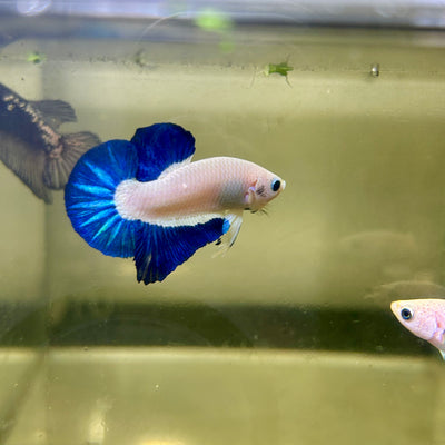 Blue Rim Plakat - Male betta 169