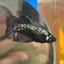 Black Samurai Plakat - Female betta 027