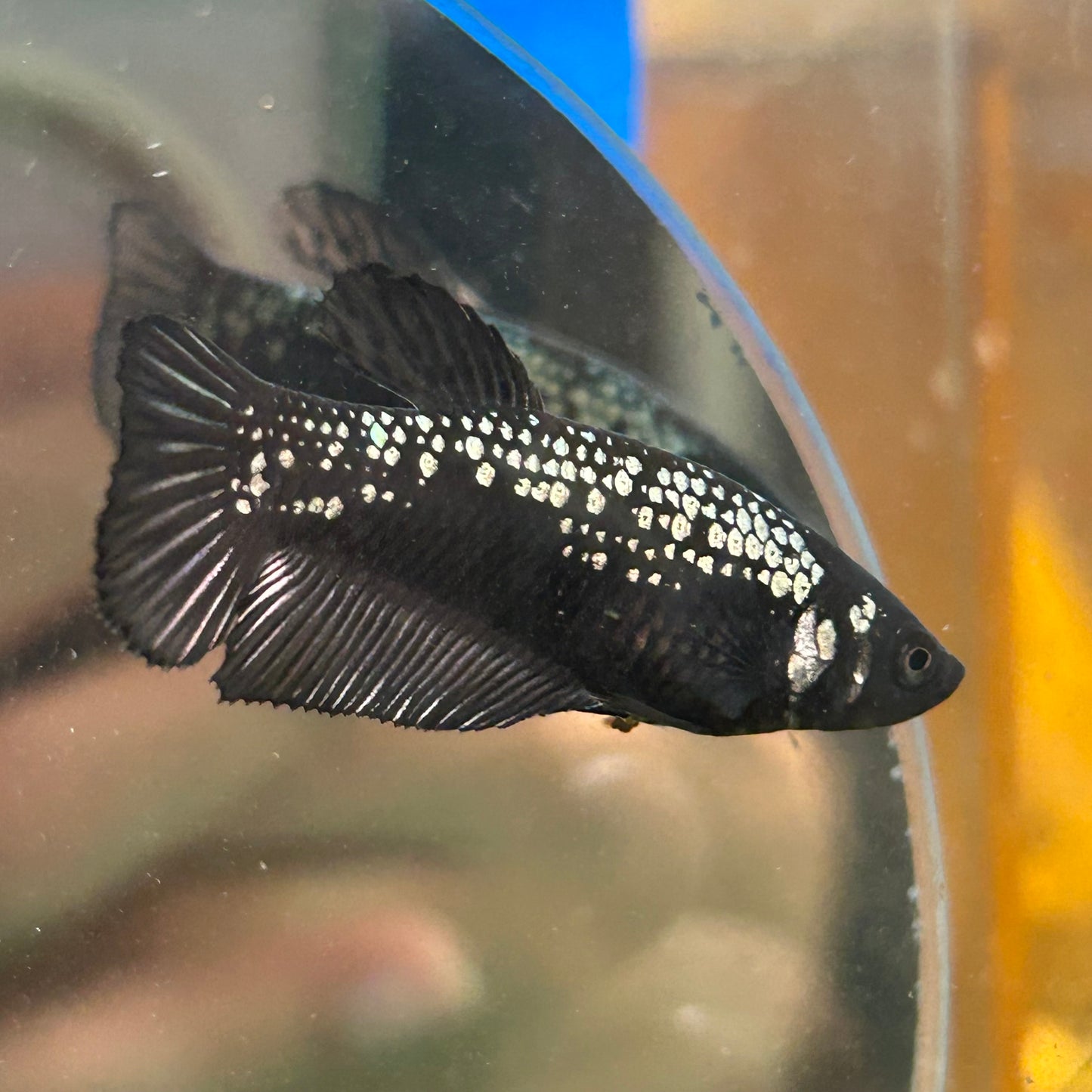 Black Samurai Plakat - Female betta 027