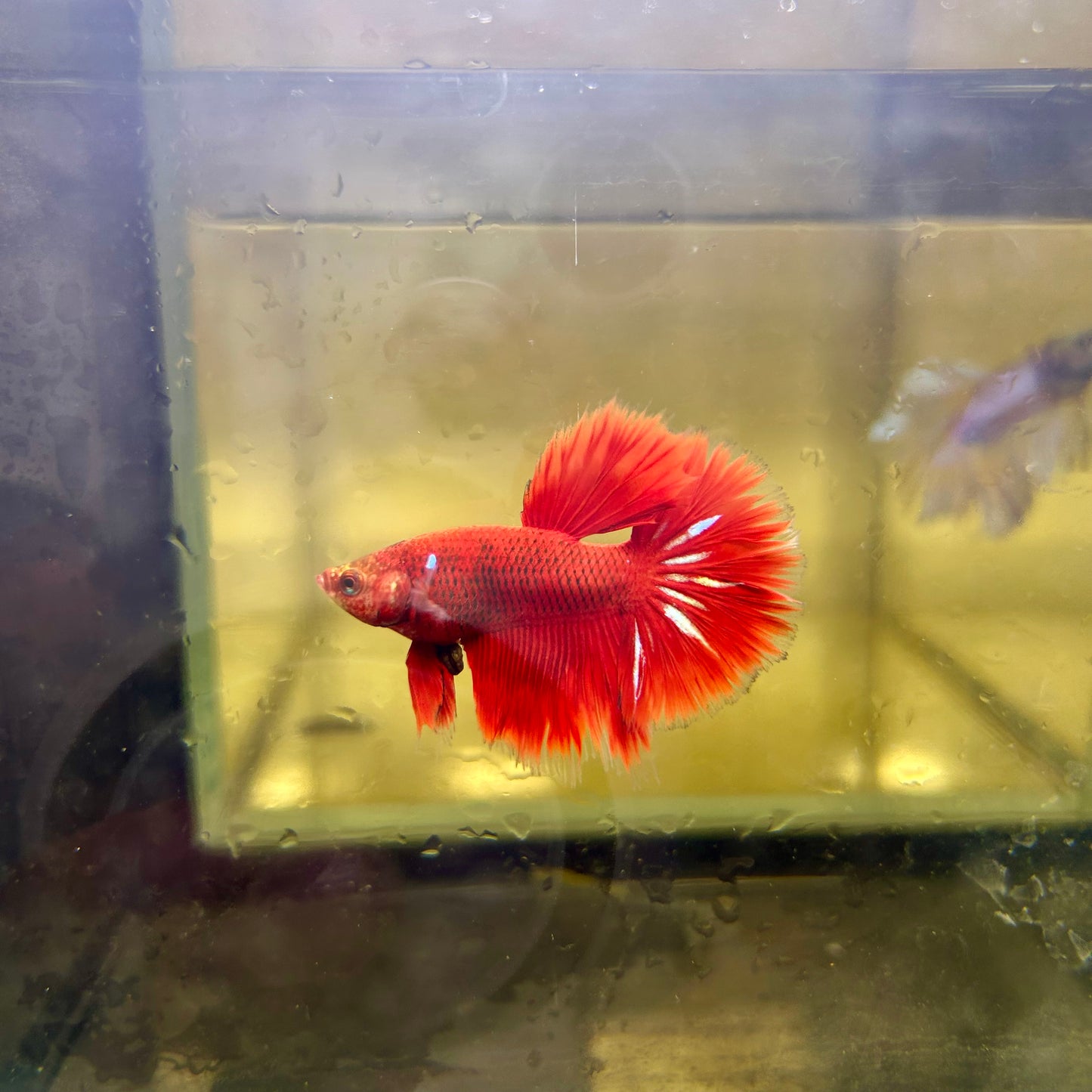 Red Koi Galaxy Halfmoon - Male Betta 161