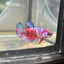 Koi Red Galaxy Plakat - Female Betta 114