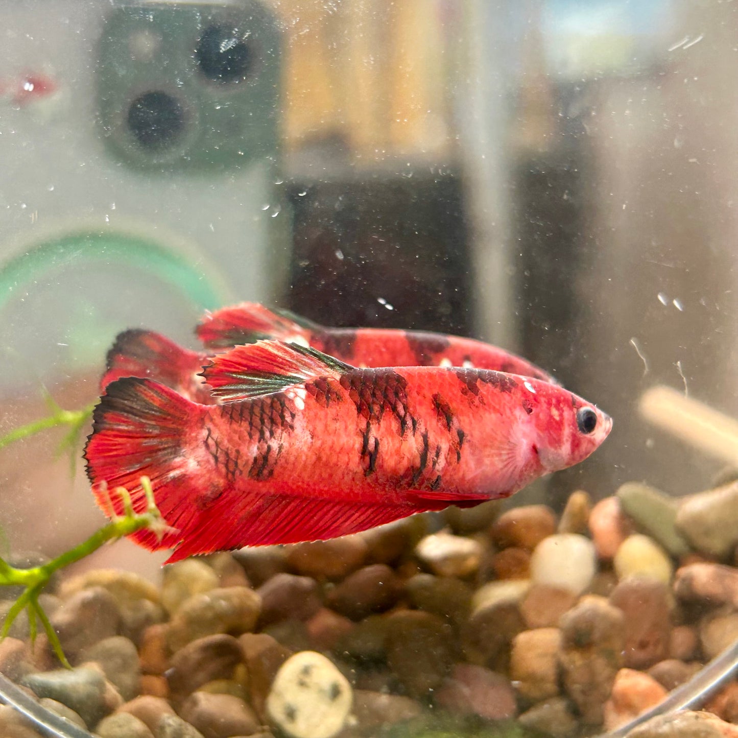 Koi Red Galaxy Plakat - Female Betta 019