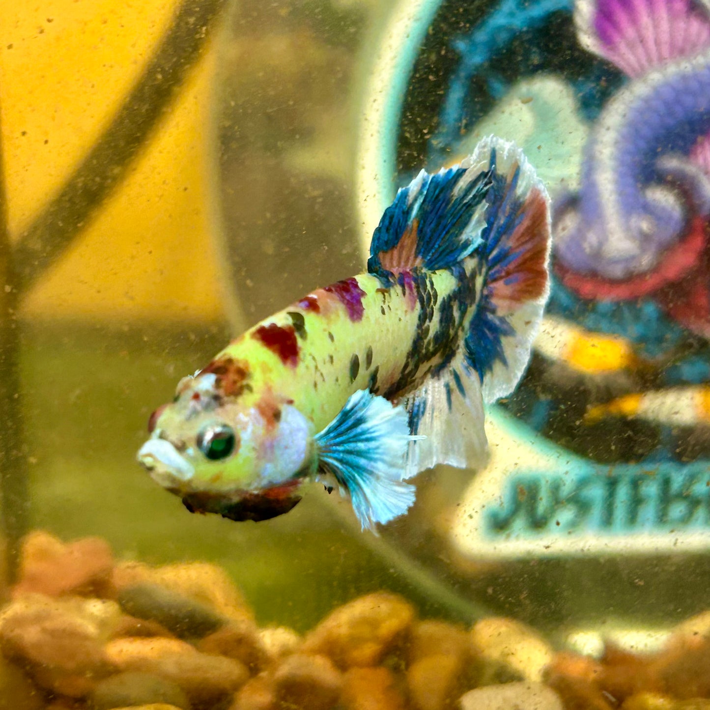 Dumbo Koi Neon Plakat - Male Betta 093