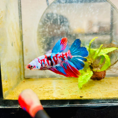 Halfmoon Red Koi Galaxy Female Betta #A93